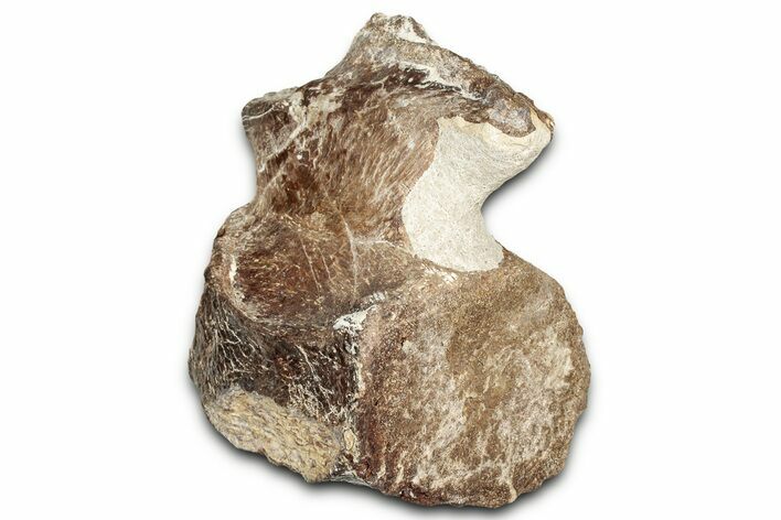 Fossil Plesiosaur Cervical Vertebra - Asfla, Morocco #328644